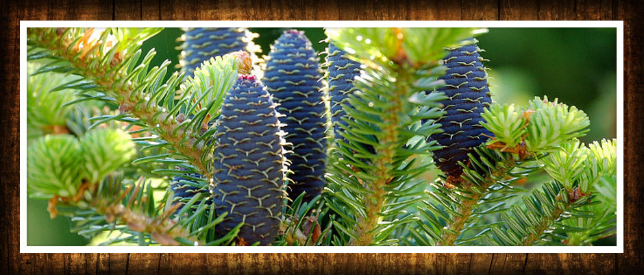 stromy listnaté ihličnaté kríky popínavé rastliny funkie škôlka v Poľsku