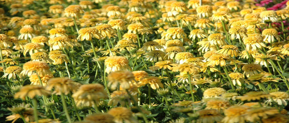 stromy listnaté ihličnaté kríky popínavé rastliny funkie škôlka v Poľsku