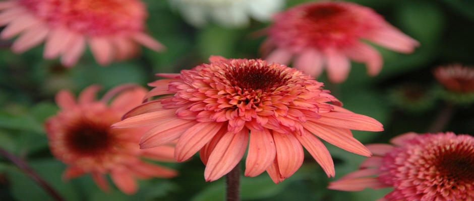 stromy listnaté ihličnaté kríky popínavé rastliny funkie škôlka v Poľsku