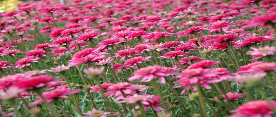 stromy listnaté ihličnaté kríky popínavé rastliny funkie škôlka v Poľsku