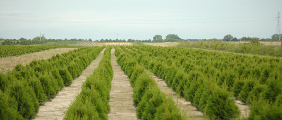 stromy listnaté ihličnaté kríky popínavé rastliny funkie škôlka v Poľsku