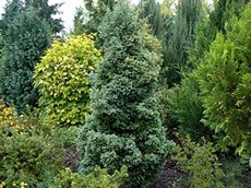 Ihličnaté rastliny