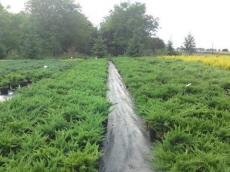 stromy listnaté ihličnaté kríky popínavé rastliny funkie škôlka v Poľsku