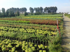 stromy listnaté ihličnaté kríky popínavé rastliny funkie škôlka v Poľsku