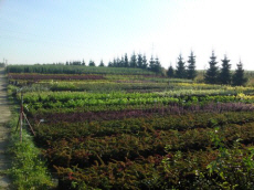 stromy listnaté ihličnaté kríky popínavé rastliny funkie škôlka v Poľsku