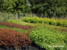 stromy listnaté ihličnaté kríky popínavé rastliny funkie škôlka v Poľsku