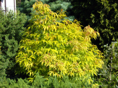 stromy listnaté ihličnaté kríky popínavé rastliny funkie škôlka v Poľsku