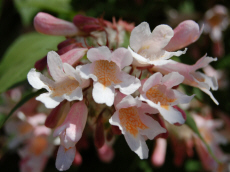 stromy listnaté ihličnaté kríky popínavé rastliny funkie škôlka v Poľsku