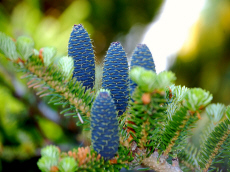 stromy listnaté ihličnaté kríky popínavé rastliny funkie škôlka v Poľsku