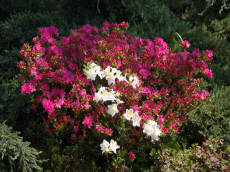 stromy listnaté ihličnaté kríky popínavé rastliny funkie škôlka v Poľsku