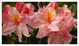 stromy listnaté ihličnaté kríky popínavé rastliny funkie škôlka v Poľsku